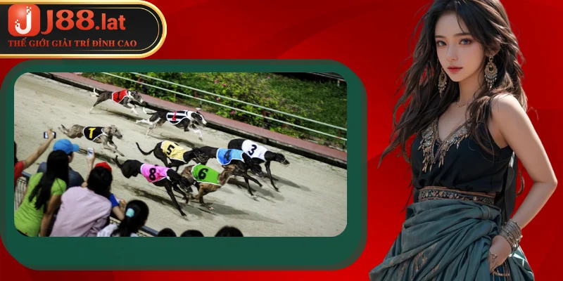 Những giống chó trong cá cược đua chó bạn cần biết