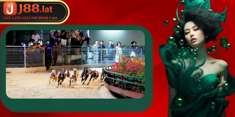 Những bí quyết hay khi tham gia cá cược đua chó